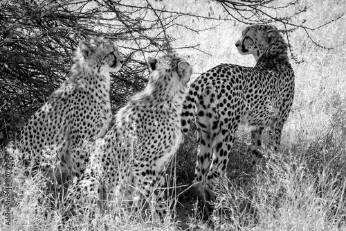Cheetah in Kalhari photo