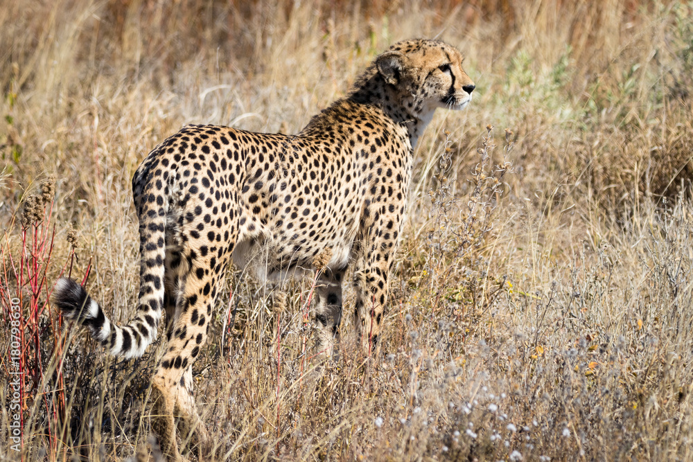Naklejka premium Cheetah in Kalhari