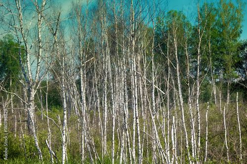 Beautiful landscape summer birchwood photo