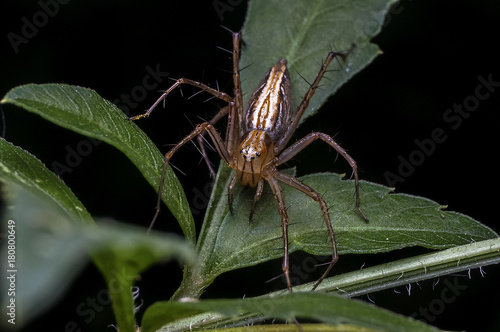 Lynx Spider in Oxyopidae family.