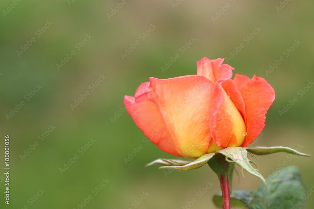 Rose in the garden Rose in the garden