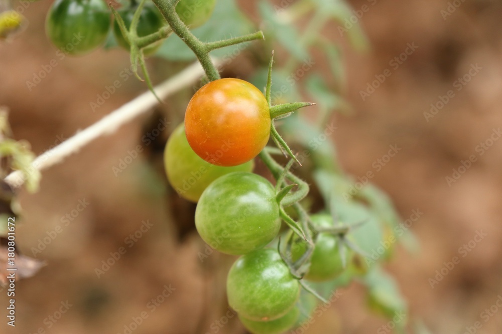 Branches of cherry tomato Branches of cherry tomato