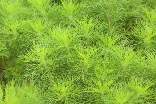 Dill herb in garden