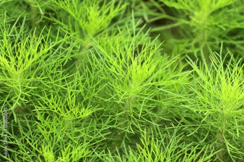 Dill herb in garden