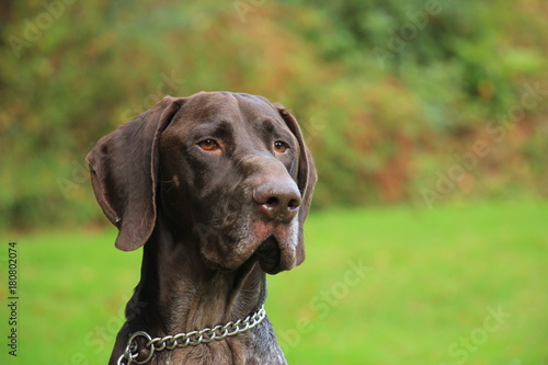 German Shorthaired Pointer