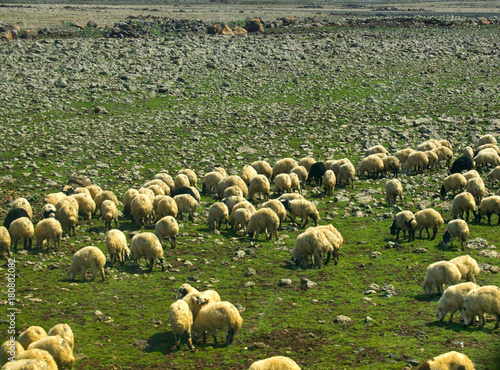 Sheep on a green field in spring time photo