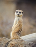 Meerkat Standing and Looking at the Camera