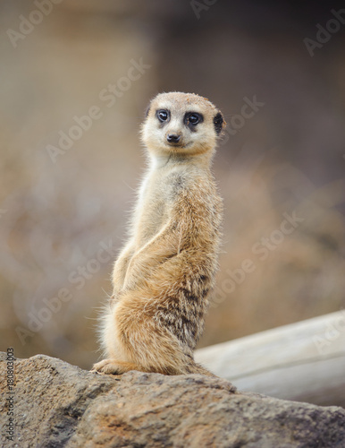 Meerkat Standing and Looking at the Camera