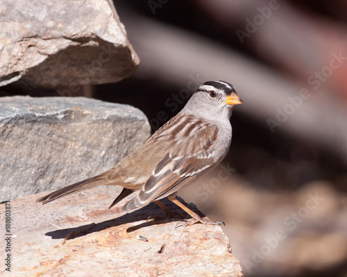 White-crowned Sparrow © Eric