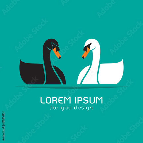 Vector of black swan and white swan on blue background, Logo, Symbol, Animal.