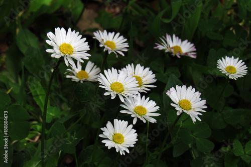 White daisies at St. Augustine s park