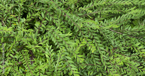 Green leaf for nature background.