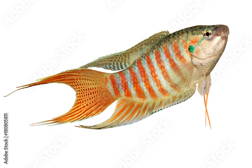 Photography paradise fish gourami Macropodus opercularis tropical Aquarium fish