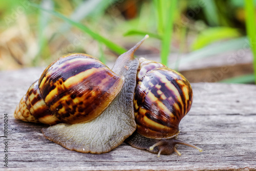 Two snails are looking for food in the garden photo