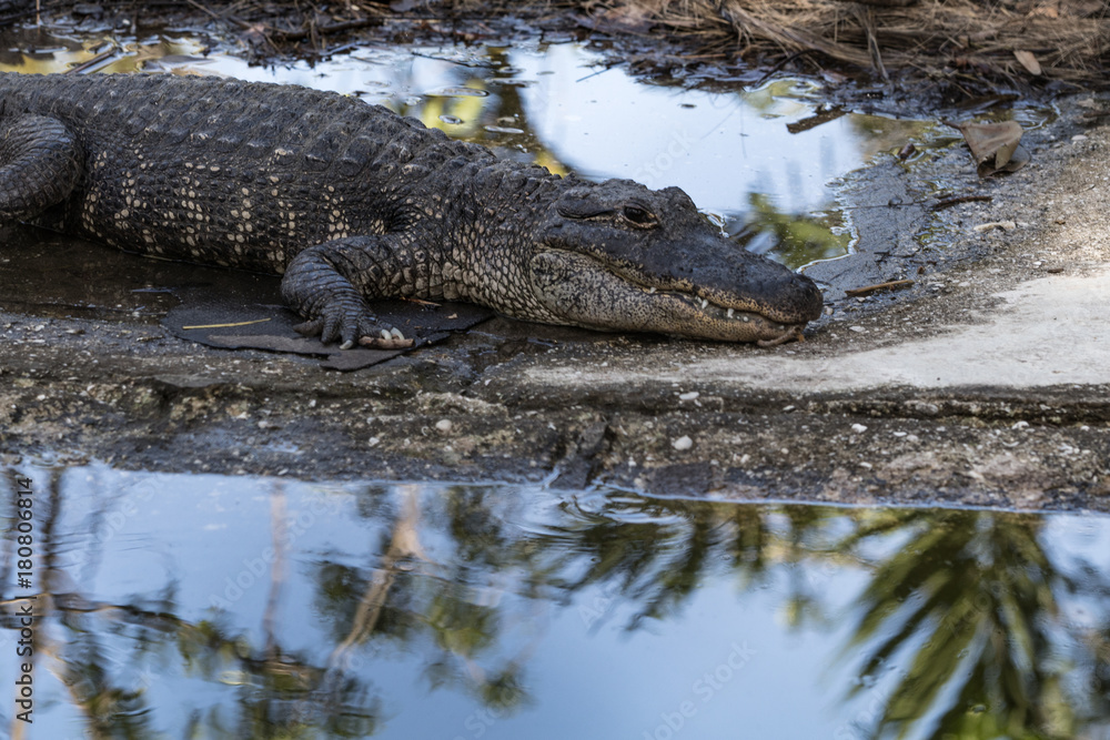 Florida Alligator in a Reflective Pond