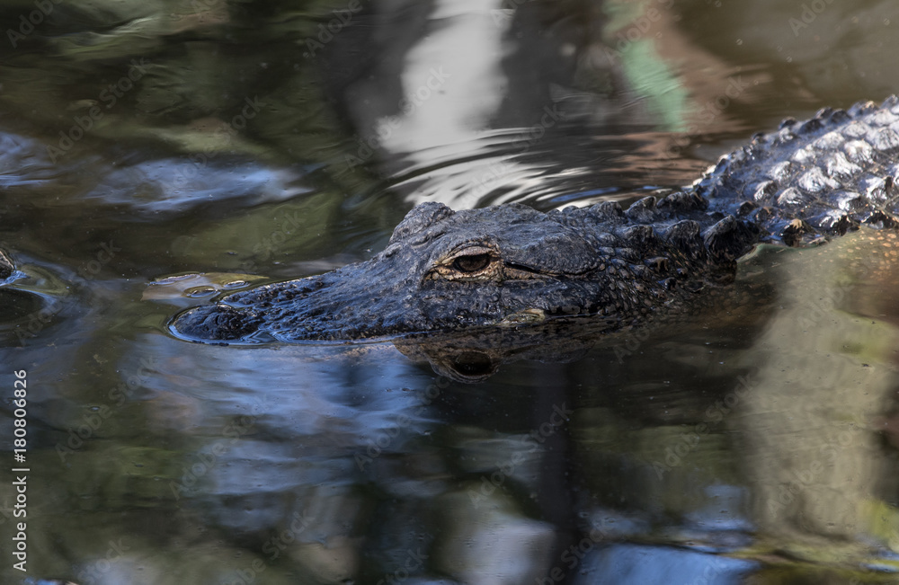 Florida Alligator in a Reflective Pond Florida Alligator in a Reflective Pond