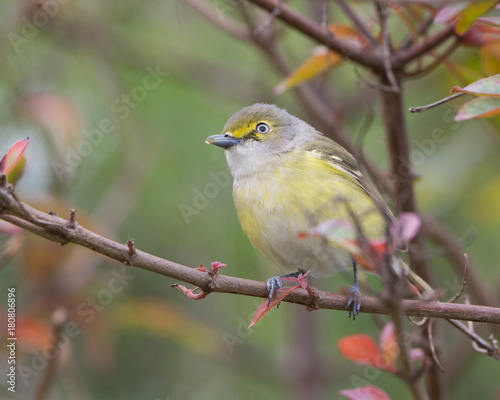 White-eyed Vireo photo