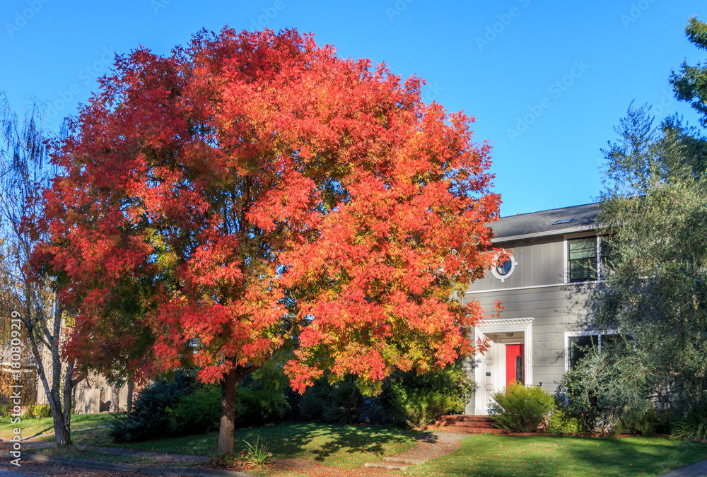 A large bright red tree in autumn stands in front of a two story grey house with a red door.