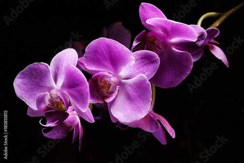 Pink orchid on a branch