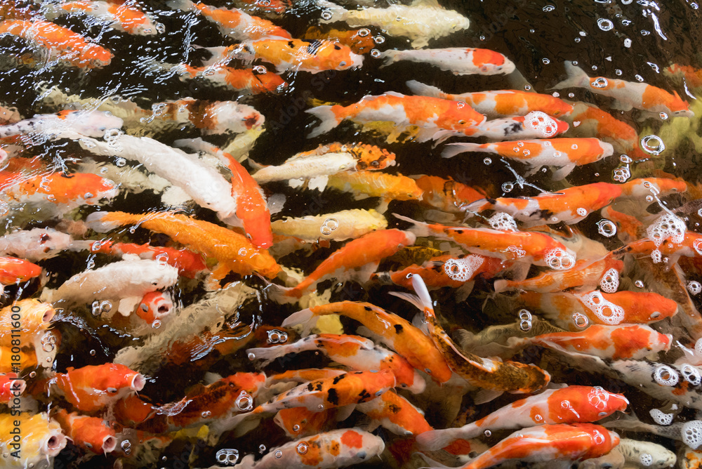 Colorful fancy carp fish, koi fish Colorful fancy carp fish, koi fish