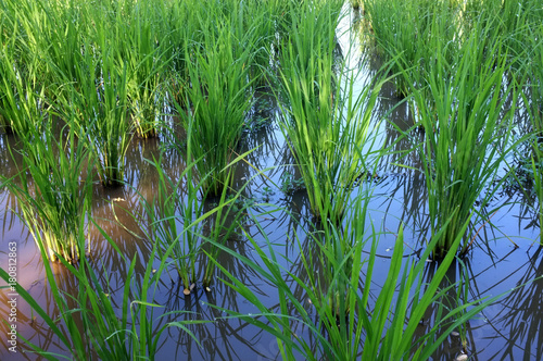 Beautiful rice field in the morning in Thailand , concept landscape , background photo