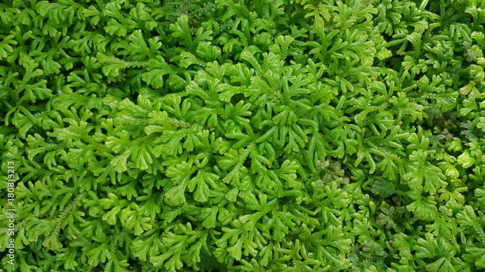 green leaves abstract background green leaves abstract background