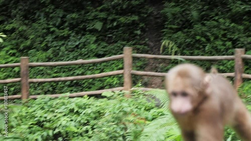 Monkey runs along fence on Mount Emei