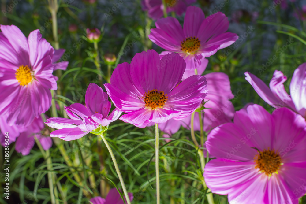 flower flower