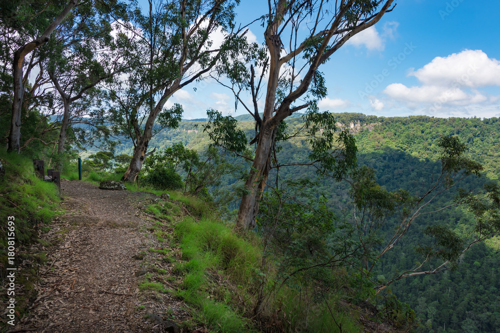 Hiking path in the forest with eucalyptus trees