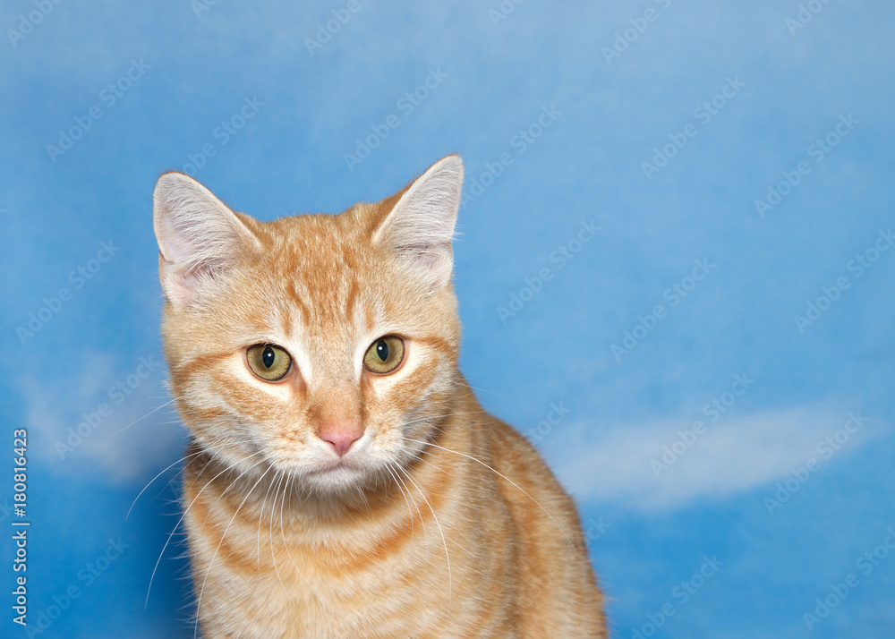 Portrait of an orange and white tabby kitten looking at viewer. Blue background sky with clouds