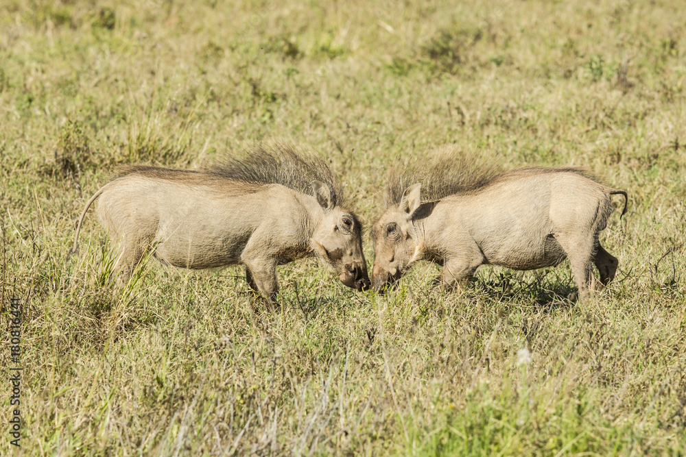 Two young warthogs playing in long grass Two young warthogs playing in long grass