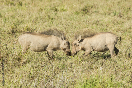 Two young warthogs playing in long grass