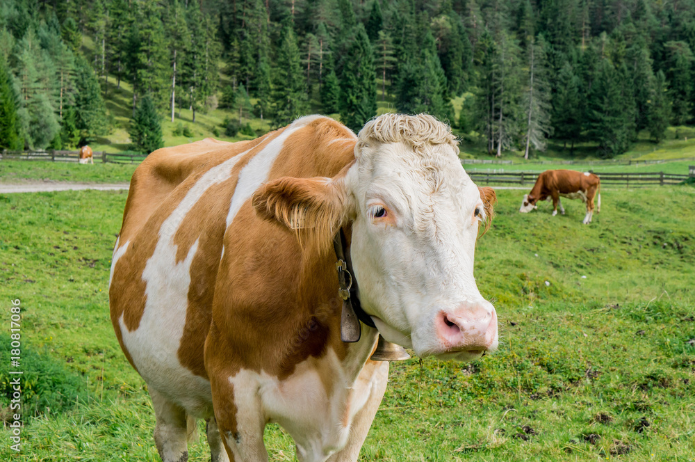 Orange and white cow close up portrait at alpine meadow. Austria.