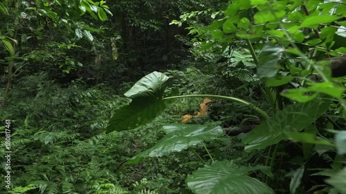 Lush jungle on Cat Ba Island, POV