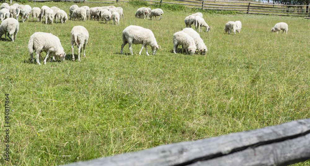 Fototapeta premium Grazing sheep on a meadow.