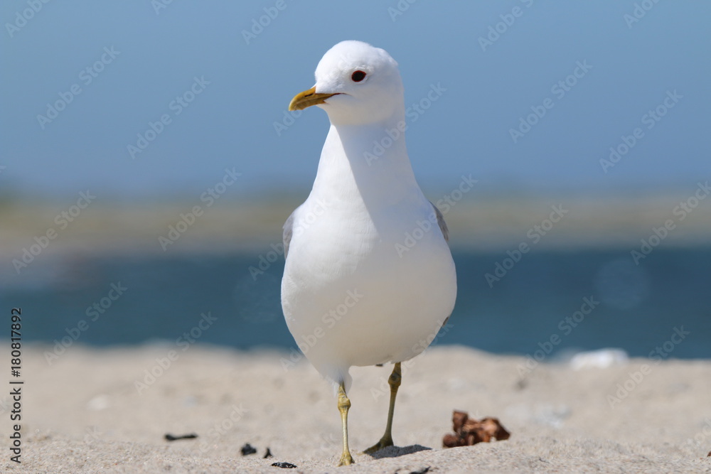 Möwe Möwe