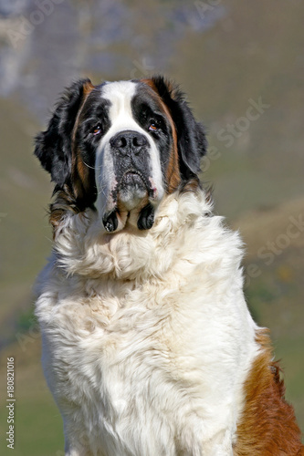 Portrait of a alert Saint Bernard Dog sitting in a meadow in the alpine  Switzerland  close up