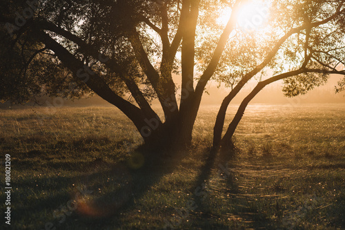 Tree at sunrise. Beautiful tree at sunset. 