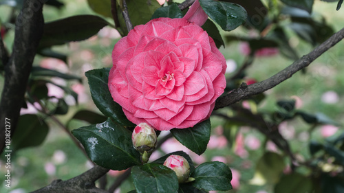 Pink Camellia flower blooming in the morning sunlight. photo