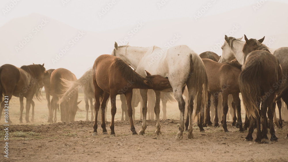 Fototapeta premium A group of horses standing in dust