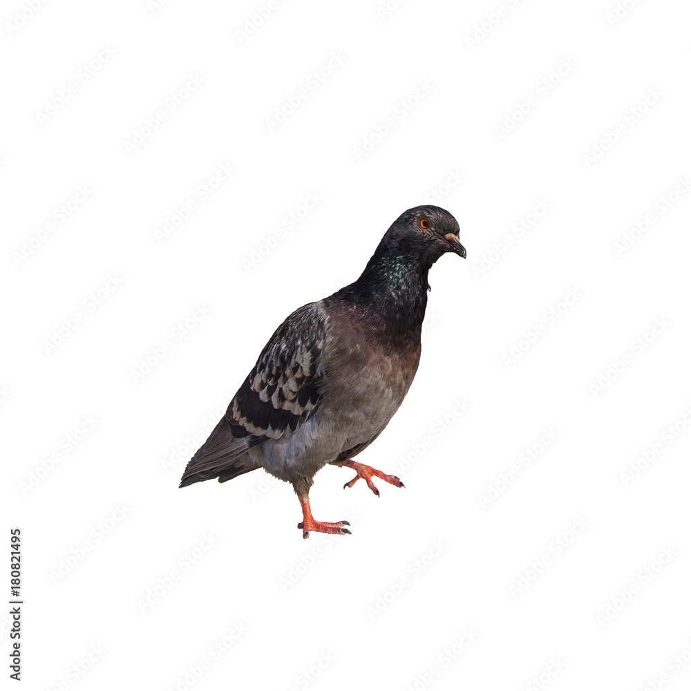 Fototapeta premium funny cute surprised pigeon isolated on a white background