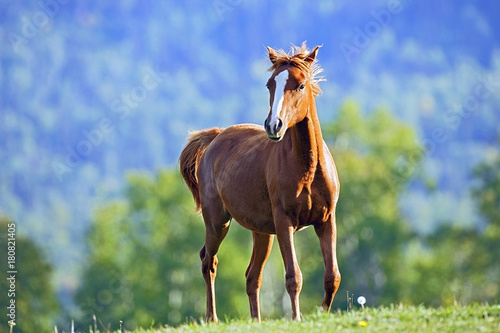 Chestnut Arabian Foal playing at summer pasture. photo