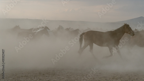 Horses run gallop in dust