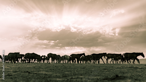 Horses run gallop in dust