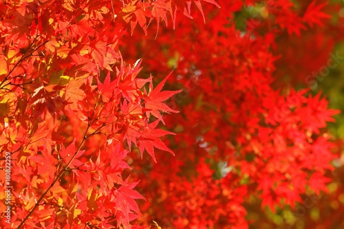 紅葉の彩り © apple713