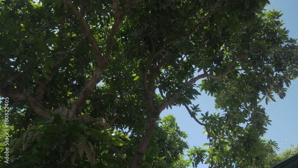 Low angle, lush trees in Indonesia Low angle, lush trees in Indonesia