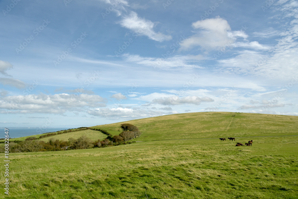 Wild Exmoor ponies on Countisbury, North Devon