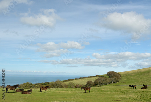 Wild Exmoor ponies on Countisbury  North Devon