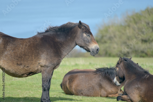 Wild Exmoor ponies on Countisbury, North Devon © davidyoung11111