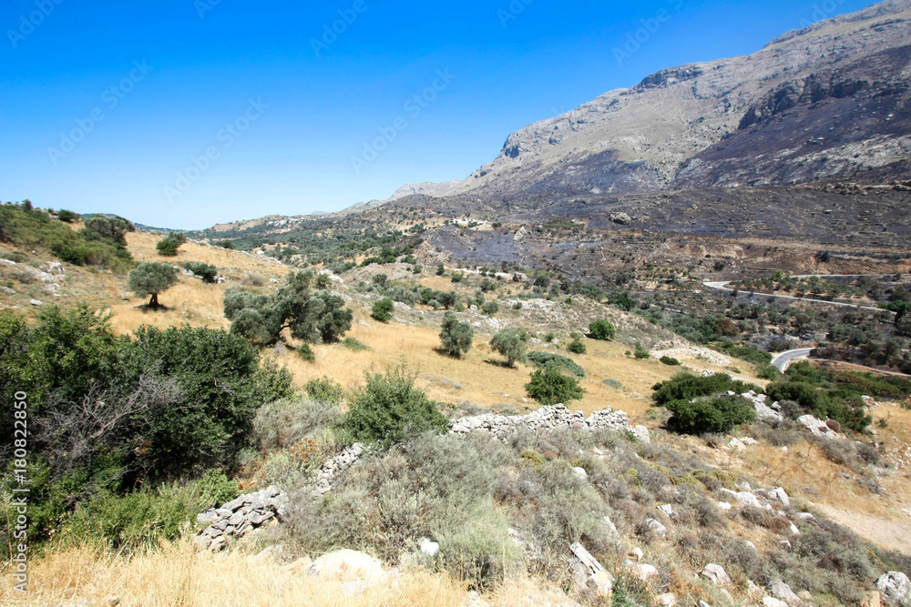 Grèce / Crète - Paysage avec oliviers
